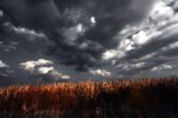 Corn Stalks Gloomy Sky