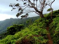 Hawaiian Hiking Trail