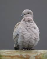Collared Dove all fluffed up - best viewed at orig