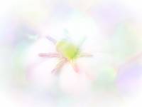 Pastel gardenia