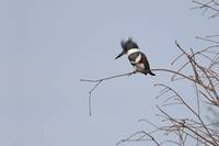 Belted Kingfisher Photograph