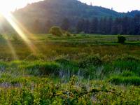 Oregon Meadow 2