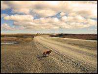 patagonian dog on a patagonian road