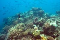 Fiji Coral Reef