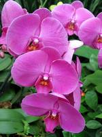 Magenta Orchids - New York Botanical Garden
