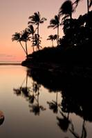 Palms reflecting at sunset 31575