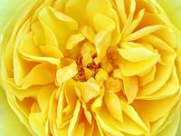 Sunny Yellow Rose w/ Petals & Stamens, Macro Photo
