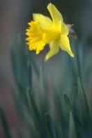 First Daffodil of The Season