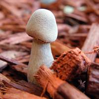 Mushrooms 27
