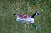 Canada Goose Reflection