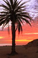 Palm Tree and Dawn Sky, Cabo San Lucas Mexico