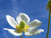 Anemone Sylvestris White Snowdrop Anemone