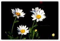 About The Daisies
