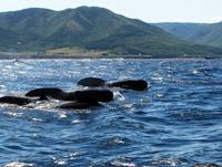 Caper's Whales
