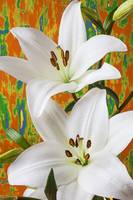 Two white lilies