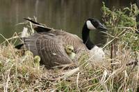 Canada Goose With Gosling Nestled Under a Wing