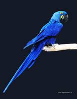 Hyacinth Macaw 8