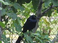 Mr. Black Crow