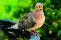 Portrait of a Mourning Dove
