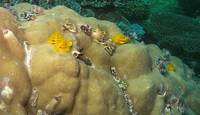 A colony of Christmas Tree Worms