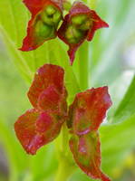 Flowering Black Twinberry Lonicera involucrata
