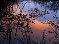 Sunset Reflection on Pond