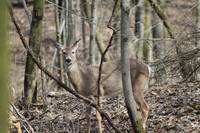 deer in woods
