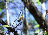 Little bird in big forest