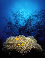Mat anemone and Allards anemonefish (Amphiprion al