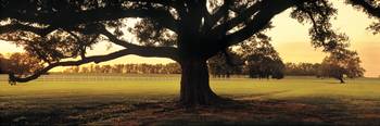 Oak Tree at Sunset Louisiana