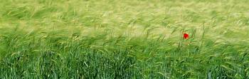 Wheat Field Rothenburg Germany