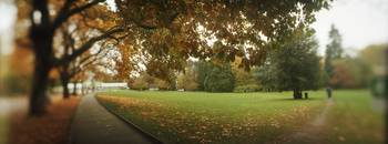 Autumn trees in a park Volunteer Park Capitol Hil