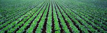 Rows of Cabbage Yamhill County OR