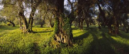 Olive trees on a landscape