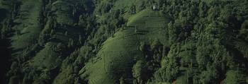 Aerial view of a tea plantation