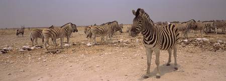Herd of Burchells zebras Equus quagga burchelli i