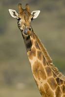 Portrait of a Giraffe (Giraffa Camelopardalis Rot
