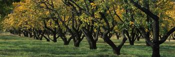 Row of trees in fruit Orchard