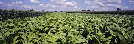 Tobacco Field with Corn Lancaster PA