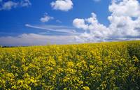 Field of oilseed rape or canola in bloom