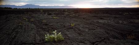 Wildflowers on a volcanic landscape Craters Of Th