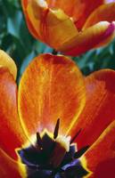 Interior of blooming tulip flowers