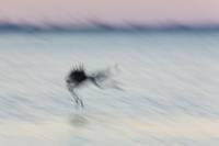 landing blur