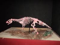 Dinosaur Skeleton in Brazil