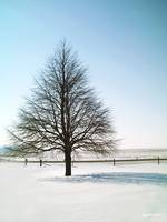 A Perfect Winter Tree