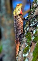 Maldivian Lizard, Another Colour