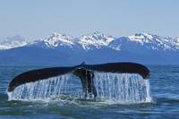 Humpback Whale fluking in Lynn Canal with Chilkat