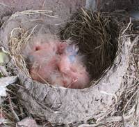 Heart Shape Robins Nest Born on Mother Day!