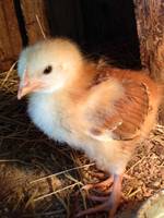 New Chick