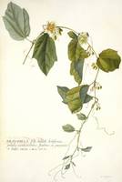 Passiflora holosericea (Passion Flower)
